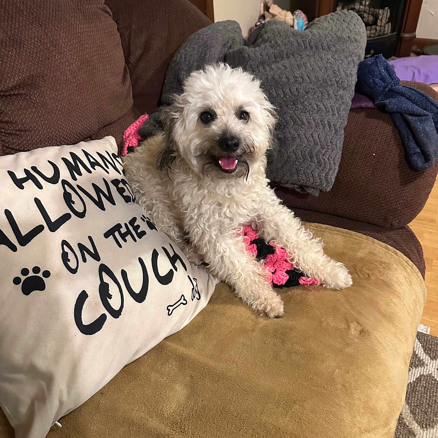Miss Kitty joined the competition — help win amazing prizes! animal, canine, couch, cushion, dog, dogbed, furniture, homedecor, person, pet, pillow, poodle, puppy, sitting