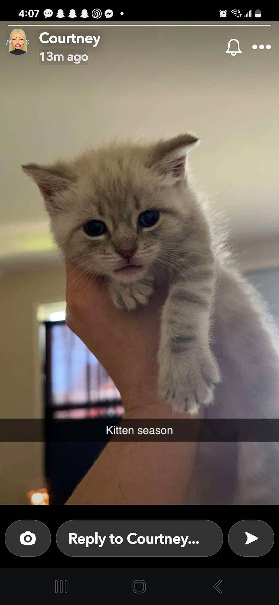 Pearl Elizabeth joined the competition — help win amazing prizes! british_longhair, carnivore, cat, claw, domestic_short_haired_cat, ear, fawn, felidae, fur, paw, photo_caption, small_to_medium_sized_cats, snout, tail, terrestrial_animal, whiskers, window