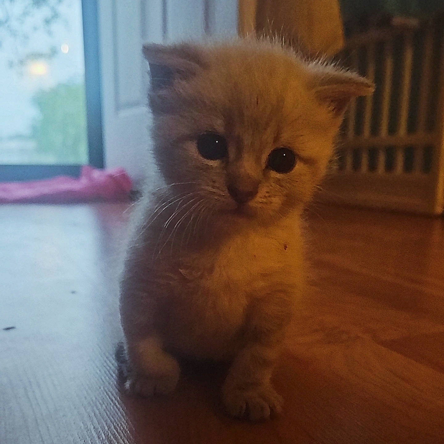 Pearl Elizabeth joined the competition — help win amazing prizes! carnivore, cat, claw, domestic_short_haired_cat, eye, fawn, felidae, flooring, fur, hardwood, paw, small_to_medium_sized_cats, snout, tail, terrestrial_animal, whiskers, window, wood