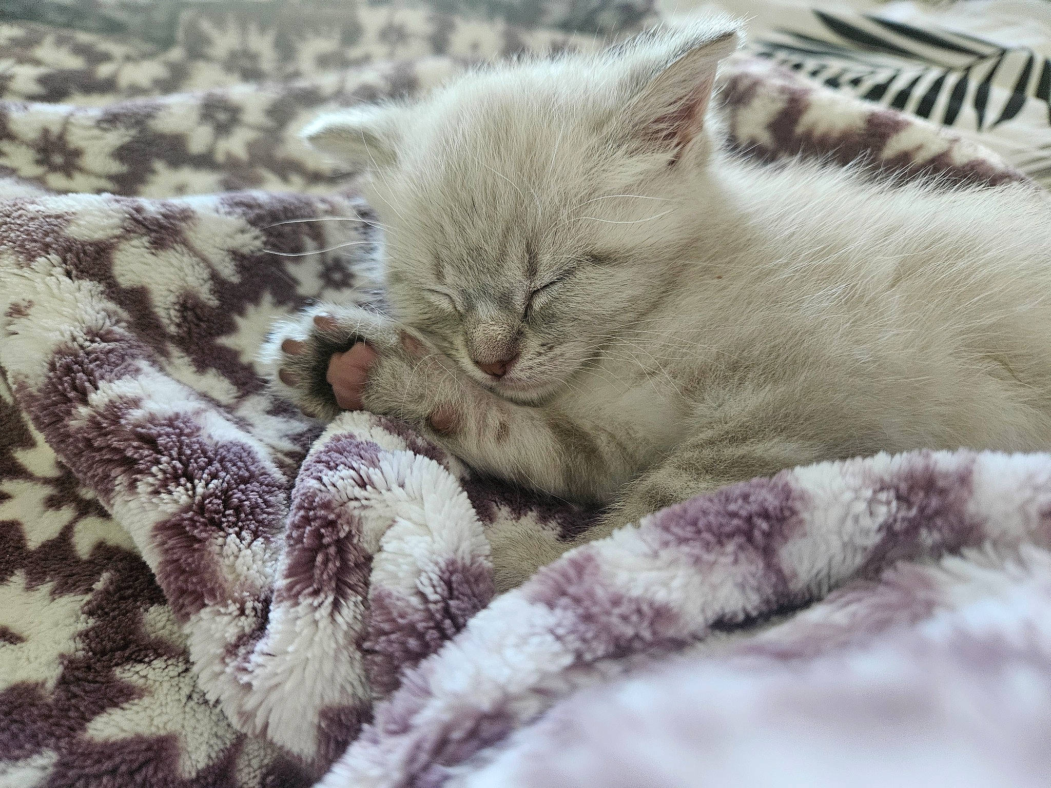 Pearl Elizabeth joined the competition — help win amazing prizes! carnivore, cat, claw, comfort, domestic_short_haired_cat, fawn, felidae, fur, grey, nap, pattern, paw, sleep, small_to_medium_sized_cats, snout, tail, terrestrial_animal, whiskers