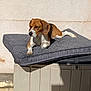 beagle, dog, pet, lying_down, cushion, gray, sunlight, outdoor, wall, plastic_container, relaxed, brown, white, spotted, ears, paw, shadow, daylight, animal, resting
