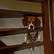Kayko a rejoint le concours — aidez-le/la à gagner de superbes lots ! dog, beagle, stairs, wood, indoor, pet, curious, looking_down, animal, brown, white, ears, face, legs, home, house, wooden, vertical, fence, railing