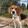 dog, beagle, leash, outdoor, nature, rock, grass, bush, tree, pet, animal, canine, fur, ears, nose, snout, walking, standing, daytime, sky