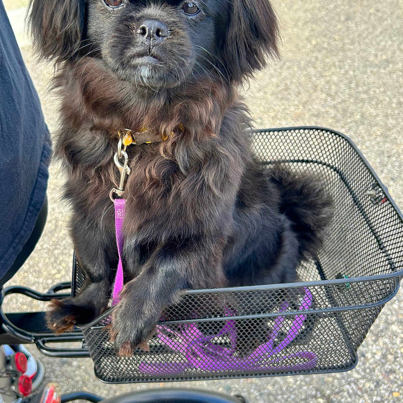 Gracie Jane