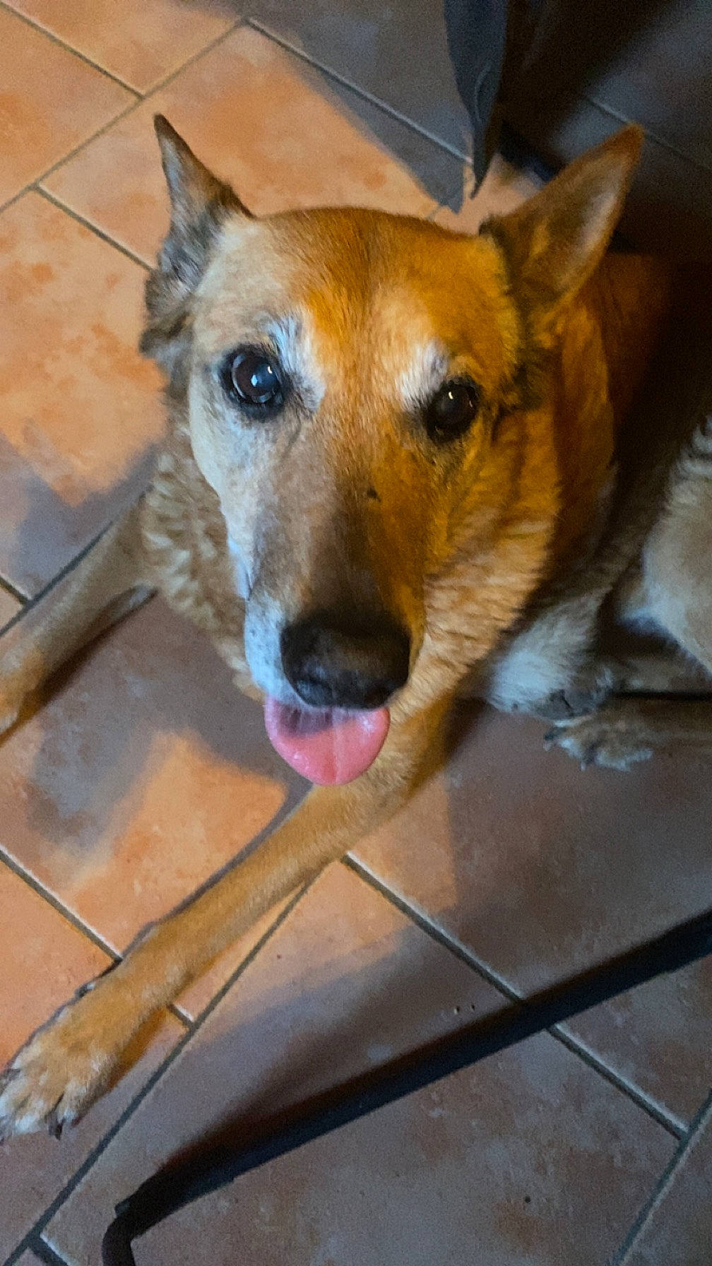 Gelly participe au concours pour gagner de l'argent avec cette photo : ancient_dog_breeds, australian_cattle_dog, canidae, carnivore, collar, companion_dog, dog, dog_breed, ear, fawn, flooring, fur, pet_supply, snout, sporting_group, street_dog, whiskers, wood, working_animal, working_dog