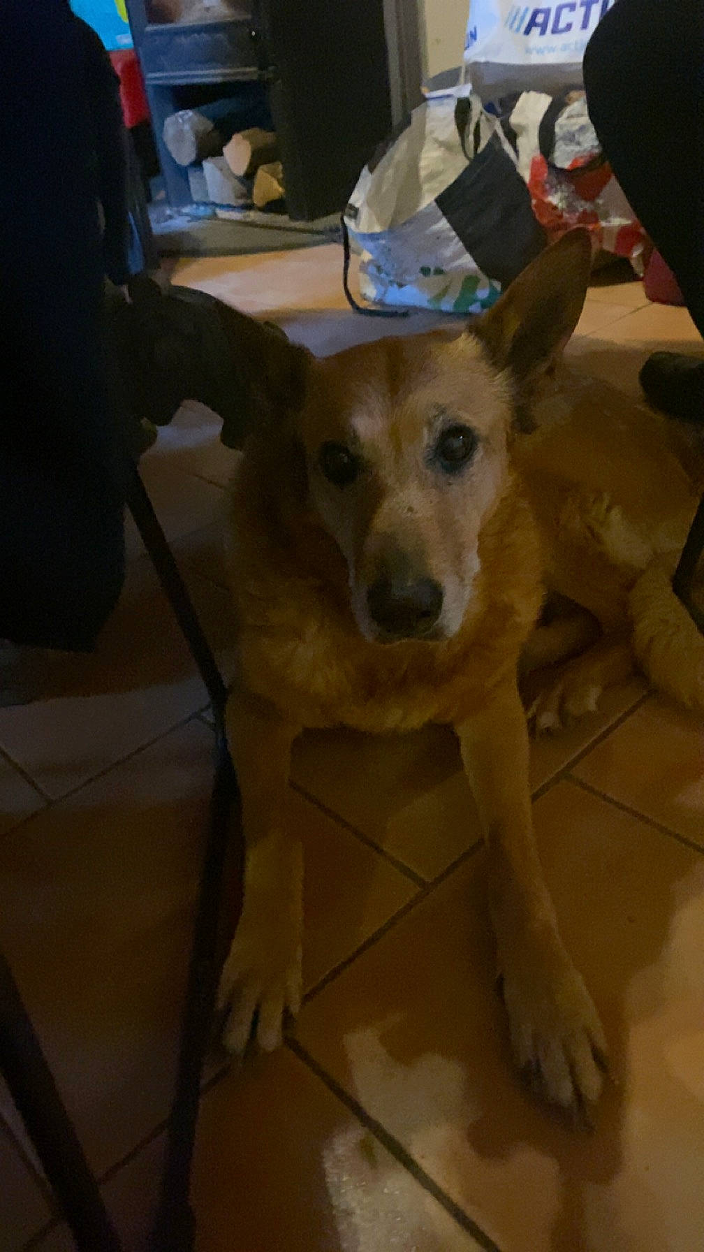 Gelly participe au concours pour gagner de l'argent avec cette photo : canidae, carnivore, chair, companion_dog, dog, dog_breed, ear, fawn, flooring, fur, snout, sporting_group, tail, terrestrial_animal, whiskers, working_animal