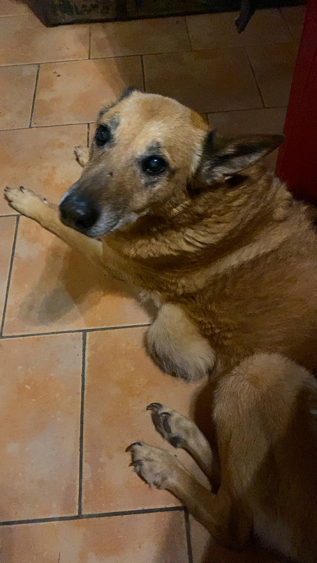 Gelly participe au concours pour gagner de l'argent avec cette photo : canidae, carnivore, companion_dog, dog, dog_breed, dog_supply, floor, flooring, fur, hardwood, paw, pet_supply, sporting_group, street_dog, terrestrial_animal, tile, tile_flooring, whiskers, wood, working_animal