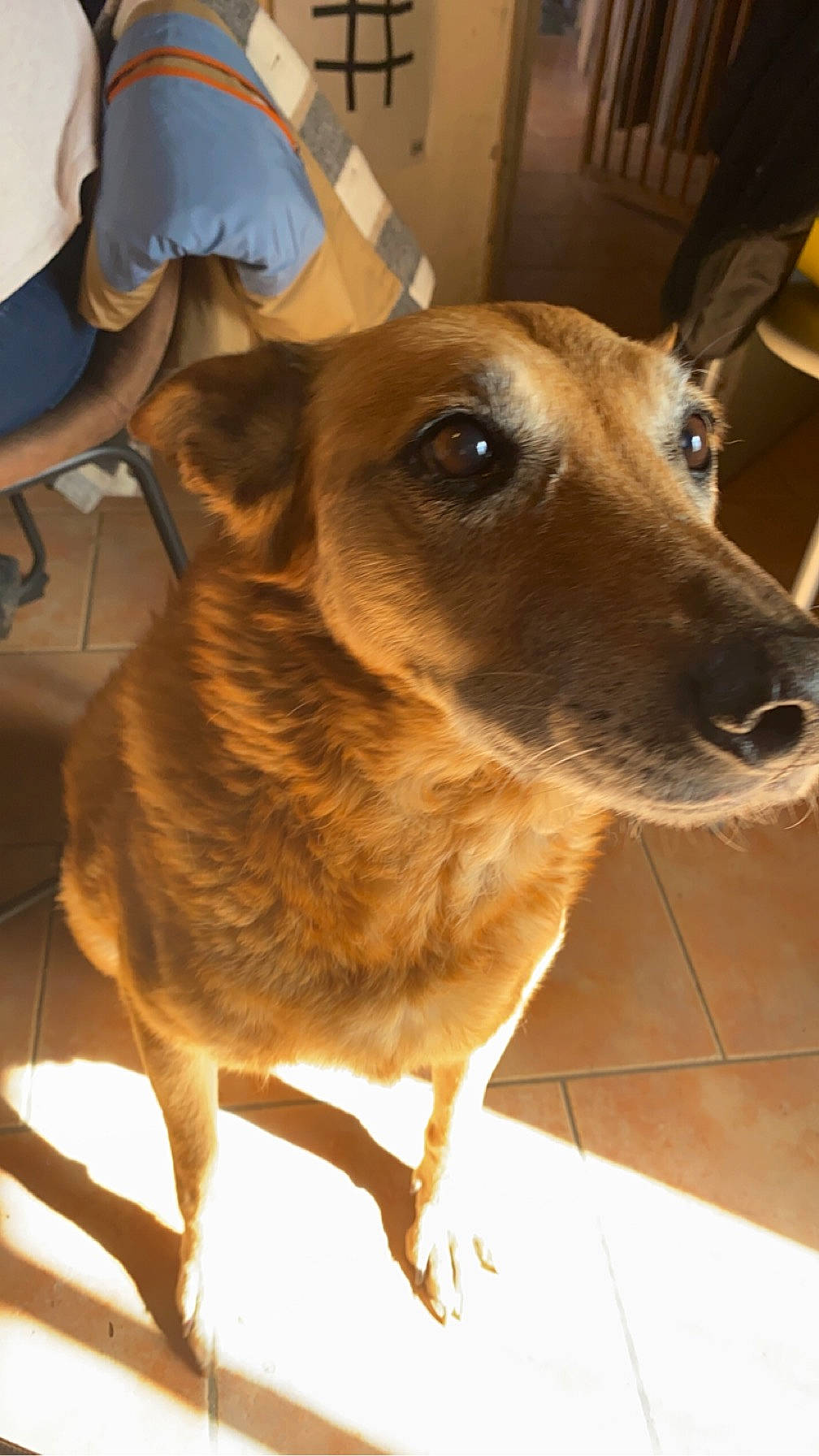 Gelly a rejoint le concours — aidez-le/la à gagner de superbes lots ! canidae, carnivore, chair, collar, companion_dog, dog, dog_breed, ear, fawn, floor, flooring, fur, metal, pet_supply, sporting_group, whiskers, working_animal