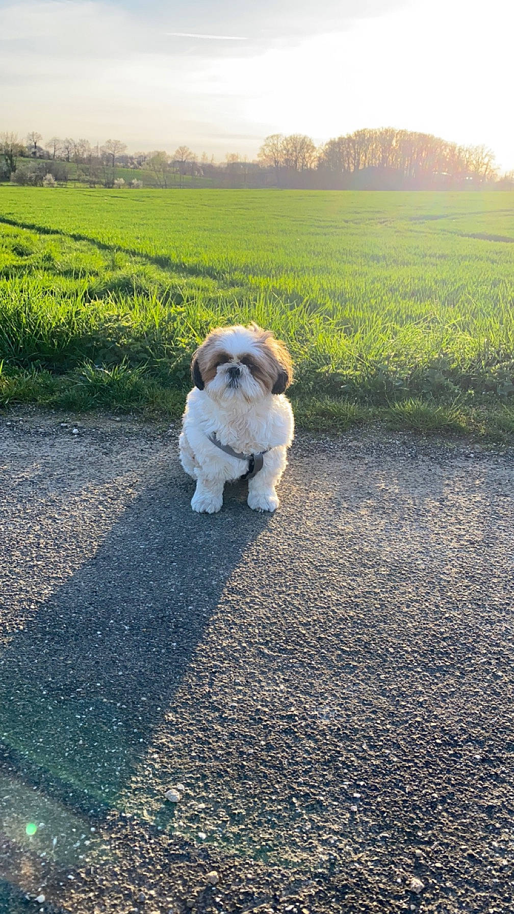 Renko participe au concours pour gagner de l'argent avec cette photo : asphalt, ball, carnivore, companion_dog, dog, dog_breed, fawn, grass, grass_family, grassland, happy, hat, landscape, people_in_nature, plant, road_surface, sky, sunglasses, sunlight, tree