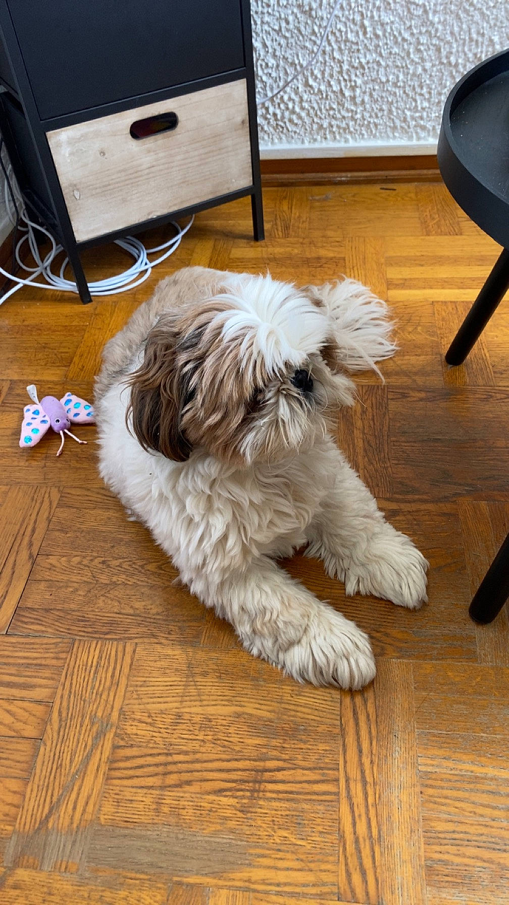 Renko participe au concours pour gagner de l'argent avec cette photo : canidae, carnivore, chair, comfort, companion_dog, dog, dog_breed, floor, flooring, fur, hardwood, laminate_flooring, small_terrier, sporting_group, terrier, toy_dog, water_dog, wood, wood_flooring, yorkipoo