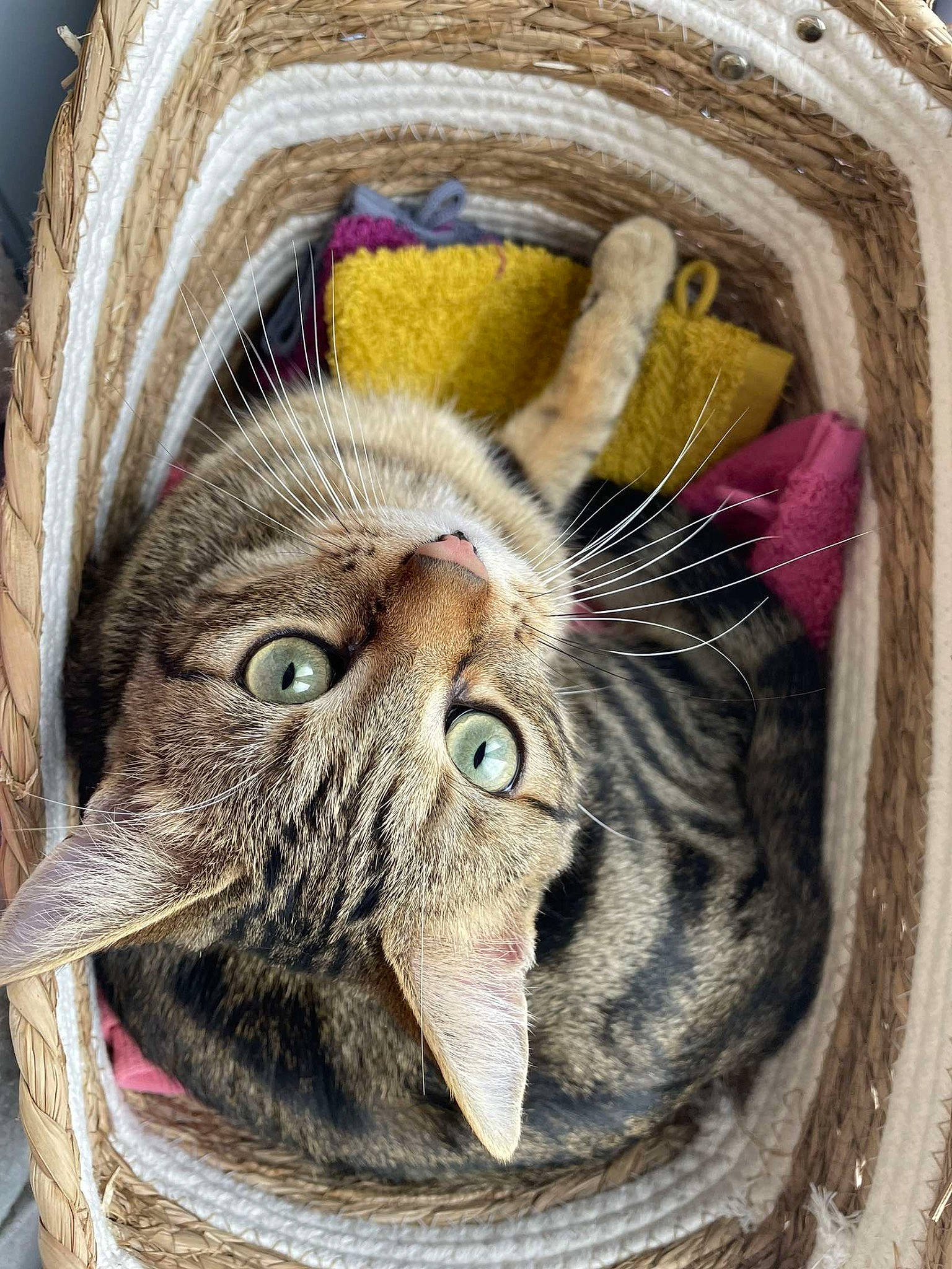 Tyo participe au concours pour gagner de l'argent avec cette photo : carnivore, cat, comfort, domestic_short_haired_cat, felidae, fur, grass, paw, small_to_medium_sized_cats, snout, terrestrial_animal, whiskers, wicker, wood, wrinkle