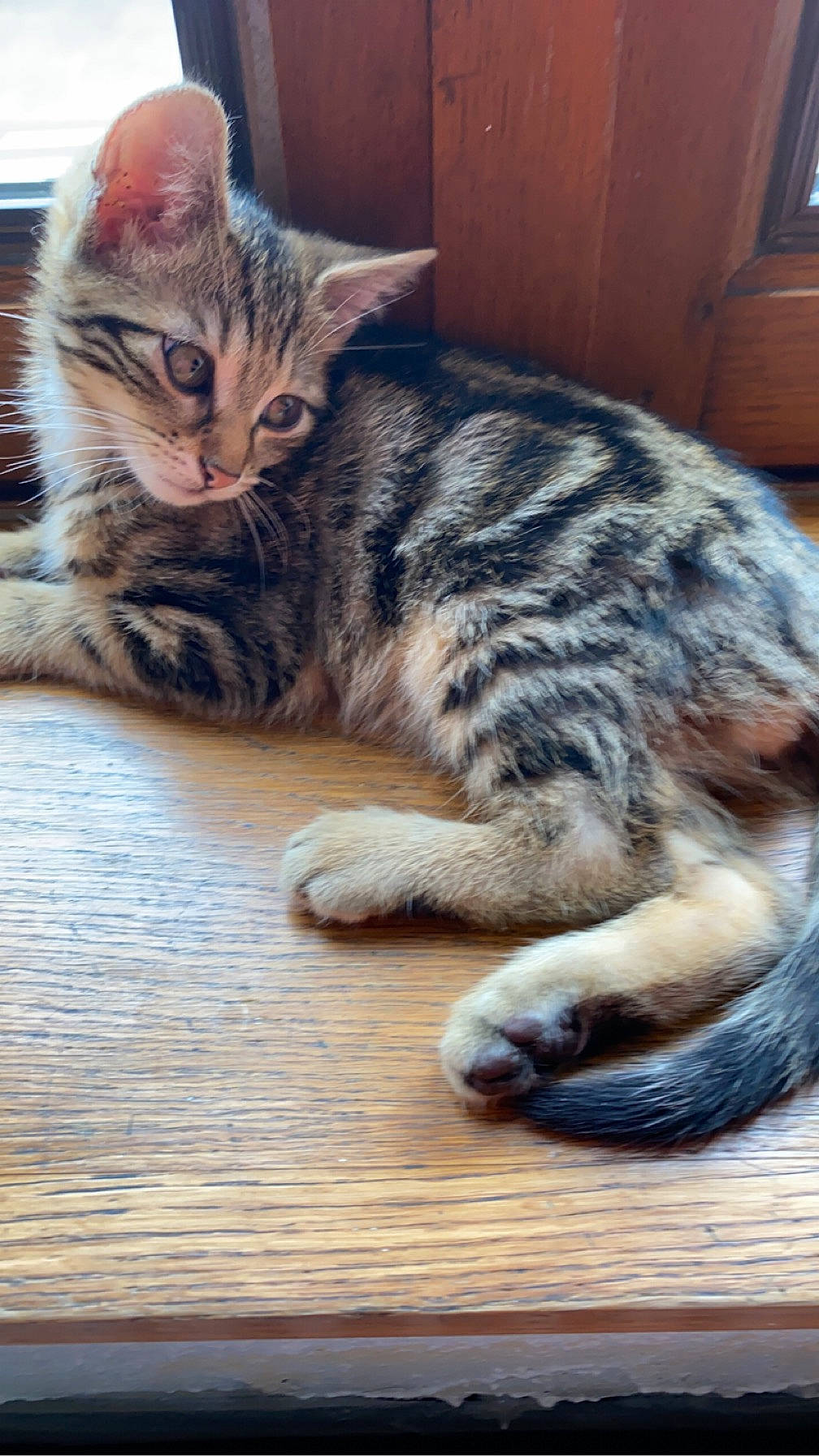 Tyo participe au concours pour gagner de l'argent avec cette photo : carnivore, cat, claw, domestic_short_haired_cat, door, felidae, flooring, fur, hardwood, paw, small_to_medium_sized_cats, snout, tail, terrestrial_animal, whiskers, wood