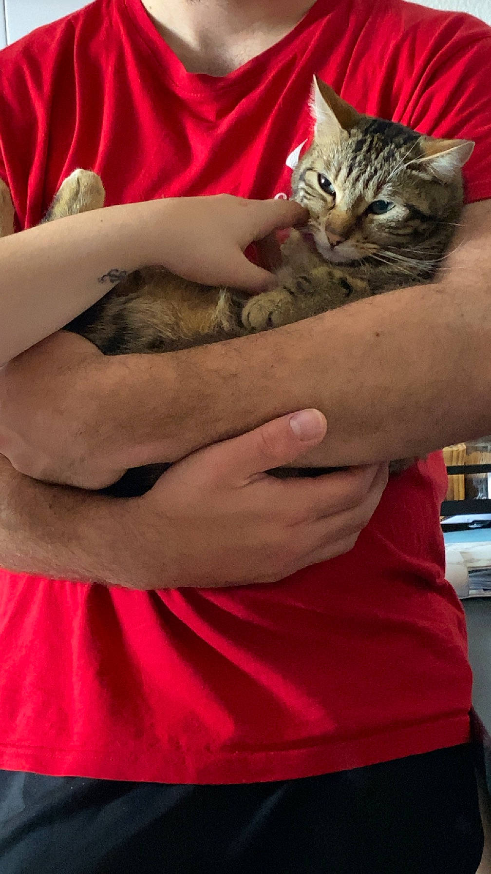 Tyo participe au concours pour gagner de l'argent avec cette photo : carnivore, cat, claw, domestic_short_haired_cat, elbow, felidae, fur, gesture, human_leg, magenta, nail, paw, small_to_medium_sized_cats, t_shirt, whiskers, wrist