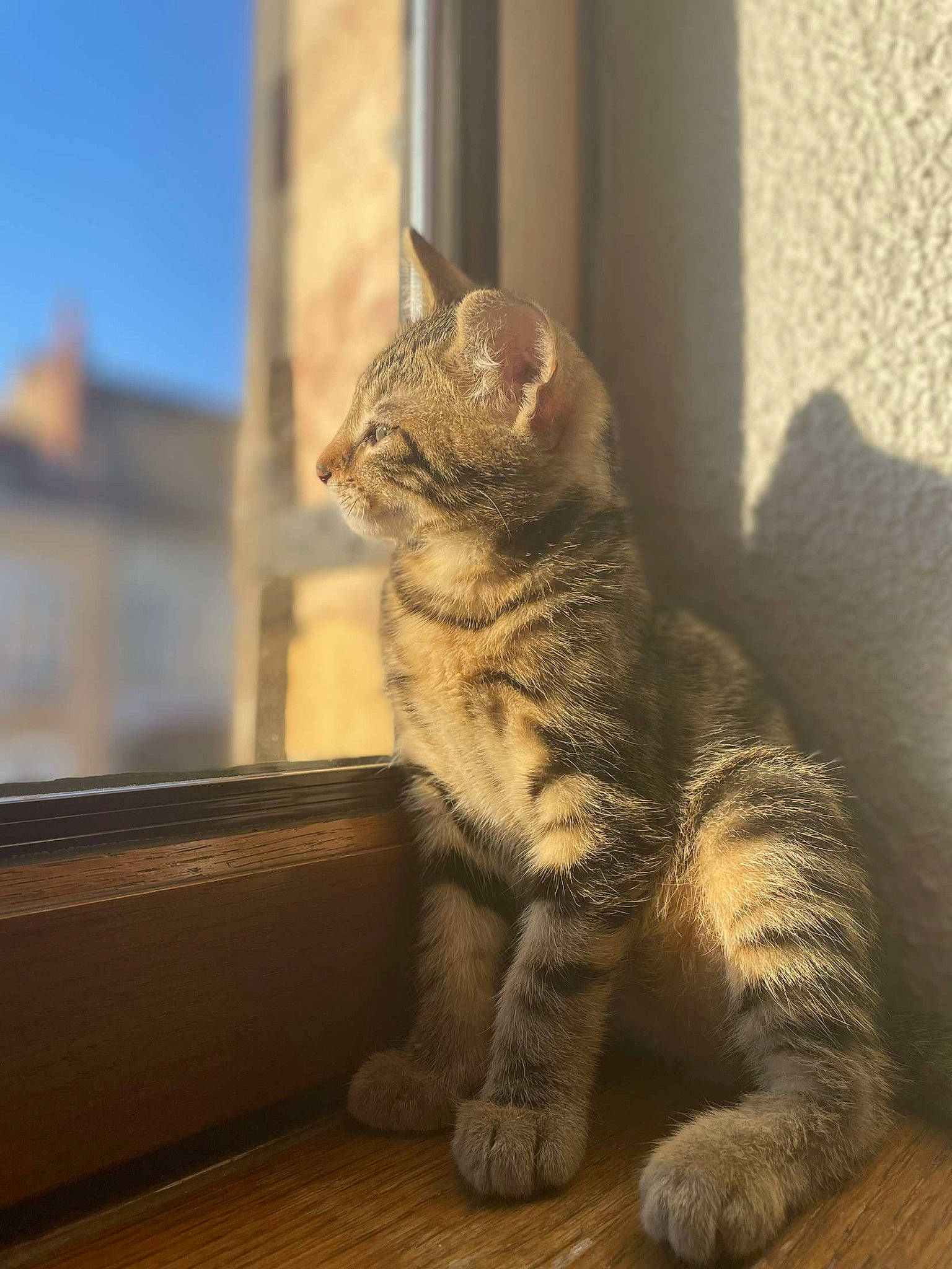 Tyo a rejoint le concours — aidez-le/la à gagner de superbes lots ! building, carnivore, cat, claw, domestic_short_haired_cat, fawn, felidae, flooring, fur, paw, sitting, sky, small_to_medium_sized_cats, snout, tail, terrestrial_animal, whiskers, wildlife, window, wood