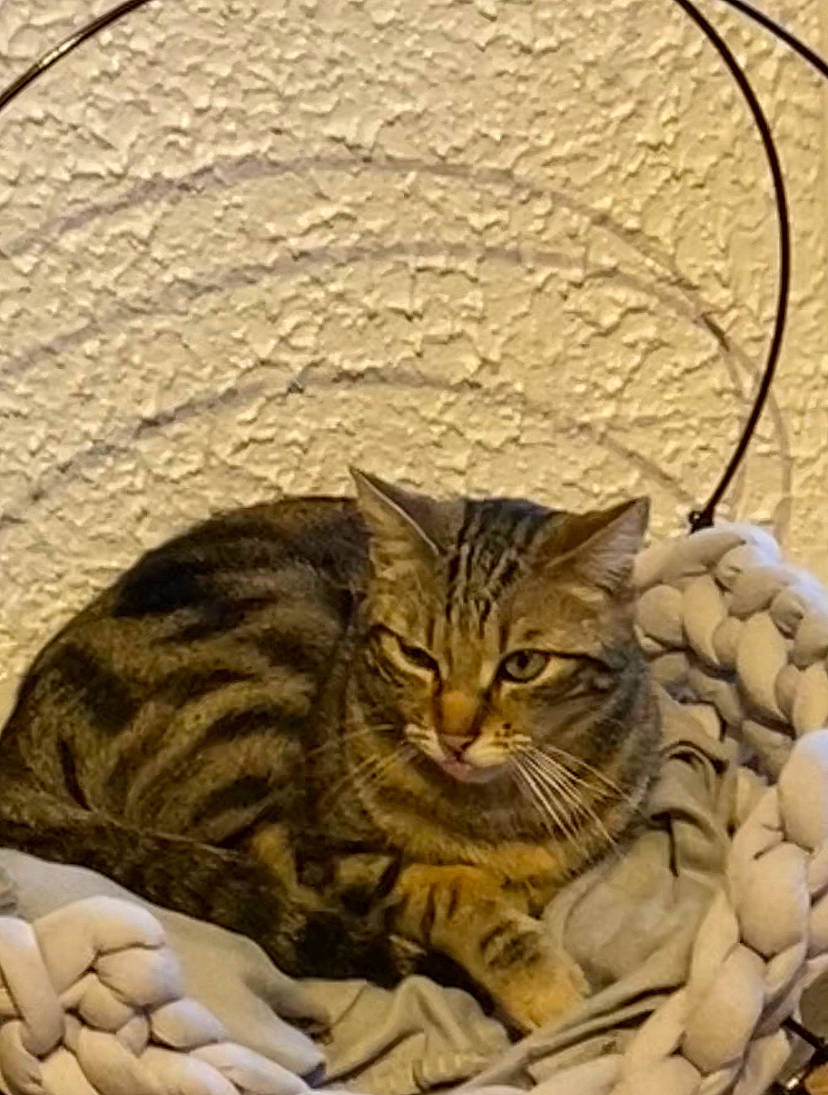 Tyo participe au concours pour gagner de l'argent avec cette photo : carnivore, cat, claw, comfort, domestic_short_haired_cat, drawing, felidae, fur, grass, illustration, painting, pattern, paw, small_to_medium_sized_cats, snout, tail, terrestrial_animal, whiskers, wildlife