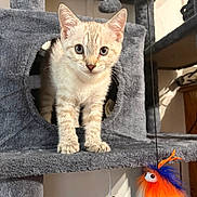 Bueno a rejoint le concours — aidez-le/la à gagner de superbes lots ! animal, blue, cat, cat_tree, cubbyhole, curious, cute, ears, eyes, fur, fuzzy_toy, grey, indoor, kitten, orange, paws, pet, playful, toy, whiskers