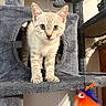 animal, blue, cat, cat_tree, cubbyhole, curious, cute, ears, eyes, fur, fuzzy_toy, grey, indoor, kitten, orange, paws, pet, playful, toy, whiskers