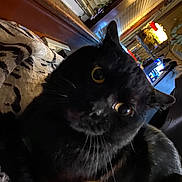 Lucifer is registered to the contest to win money with this photo: black_cat, cat, feline, pet, animal, whiskers, golden_eyes, pointed_ears, close_up, portrait, indoor, home, couch, blanket, window_blinds, lamp, nighttime, dark_fur, curious, funny_pose