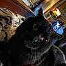 black_cat, cat, feline, pet, animal, whiskers, golden_eyes, pointed_ears, close_up, portrait, indoor, home, couch, blanket, window_blinds, lamp, nighttime, dark_fur, curious, funny_pose