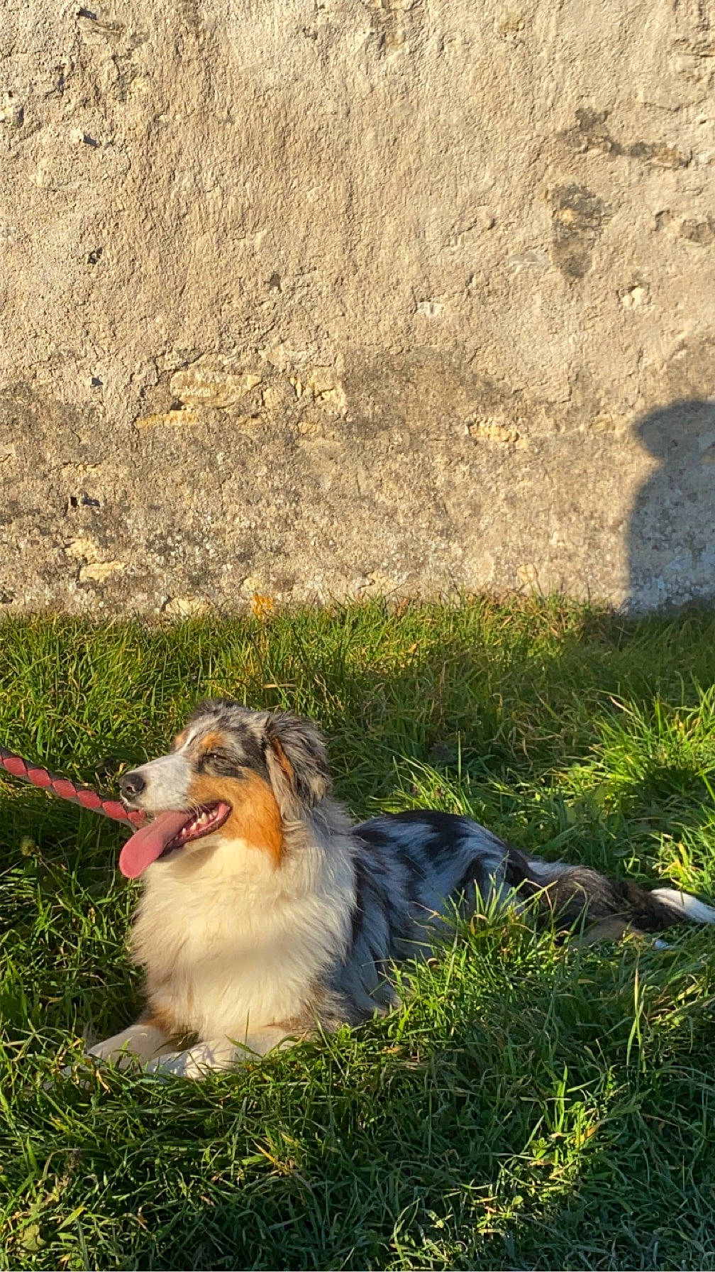 Taiga participe au concours pour gagner de l'argent avec cette photo : canidae, carnivore, companion_dog, dog, dog_breed, fang, felidae, fur, grass, grass_family, grassland, landscape, plant, scotch_collie, shetland_sheepdog, soil, sporting_group, terrestrial_animal, whiskers, working_dog