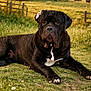 dog, mastiff, cane_corso, large_breed, black_dog, outdoor, grass, portrait, paws, wrinkles, jowls, lying_down, field, fence, white_chest_patch, canine, pet, eyes, nose, relaxed