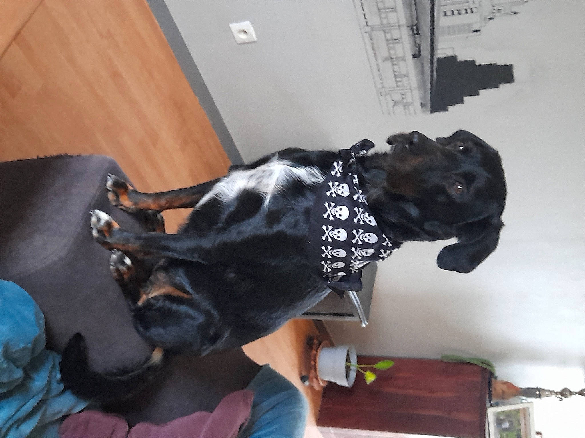 Saphir participe au concours pour gagner de l'argent avec cette photo : canidae, carnivore, chair, comfort, companion_dog, couch, dog, dog_breed, fawn, felidae, flooring, fur, guard_dog, hardwood, mask, personal_protective_equipment, room, snout, sporting_group, tail