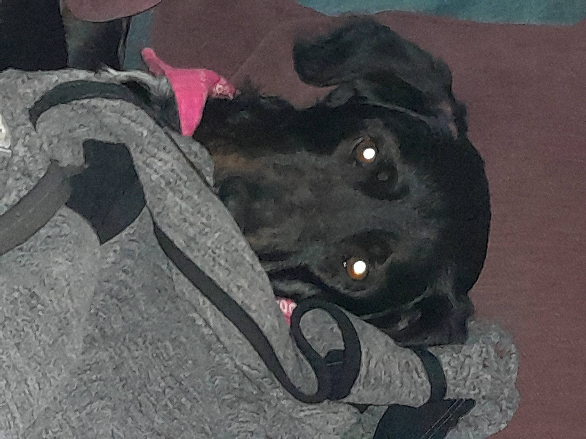 Saphir a rejoint le concours — aidez-le/la à gagner de superbes lots ! art, bag, bombay, carmine, carnivore, collar, companion_dog, dog, dog_breed, fur, grey, leash, magenta, personal_protective_equipment, sporting_group, tail, terrestrial_animal, whiskers, working_animal