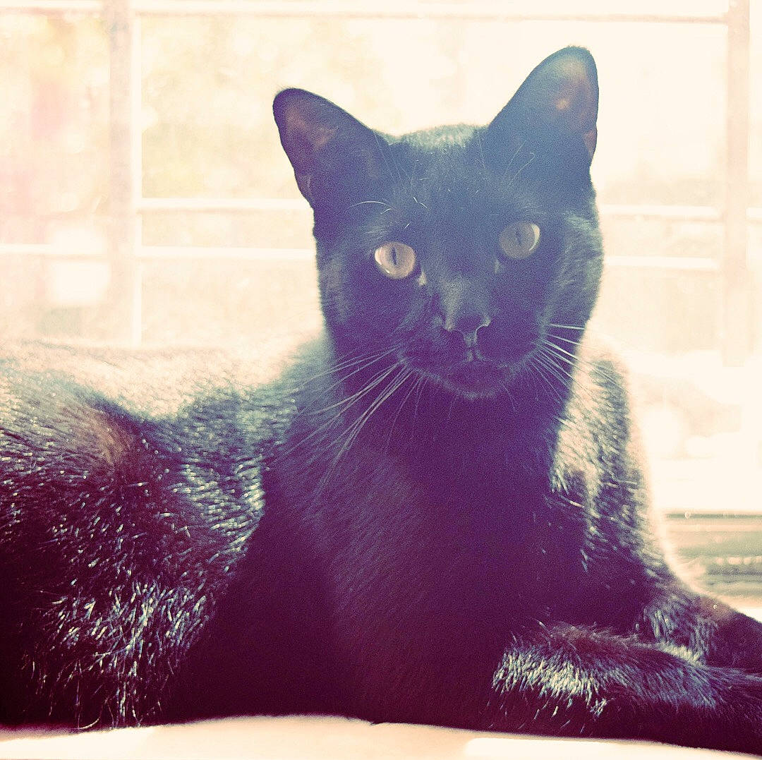 Thackery Binx is registered to the contest to win money with this photo: art, black_cat, bombay, carnivore, cat, comfort, domestic_short_haired_cat, electric_blue, felidae, fur, grey, paw, small_to_medium_sized_cats, snout, square, tail, terrestrial_animal, tints_and_shades, whiskers, window