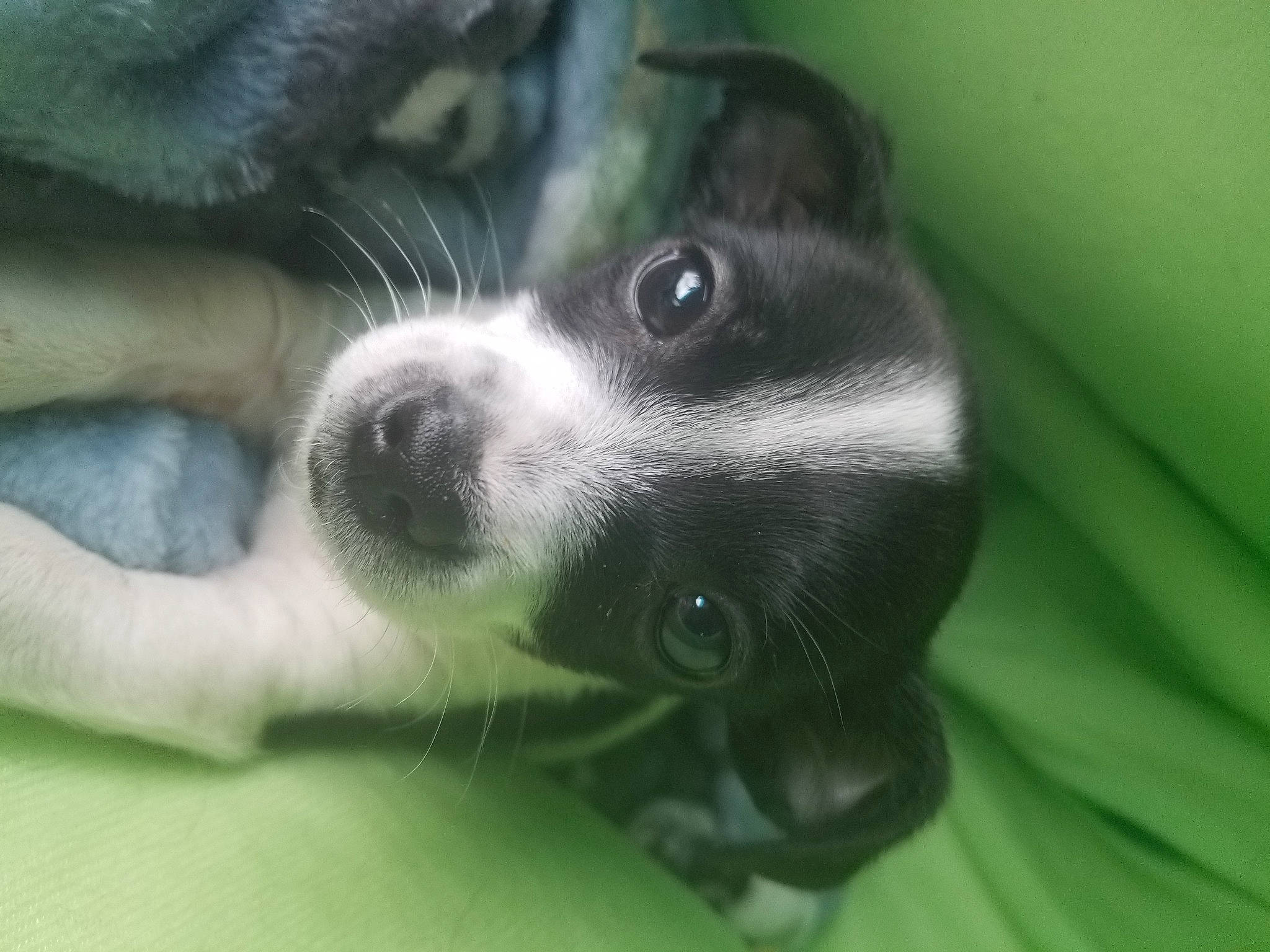 Ollie joined the competition — help win amazing prizes! canidae, carnivore, companion_dog, dog, dog_breed, ear, fawn, fur, non_sporting_group, paw, snout, sporting_group, toy_dog, whiskers, working_animal