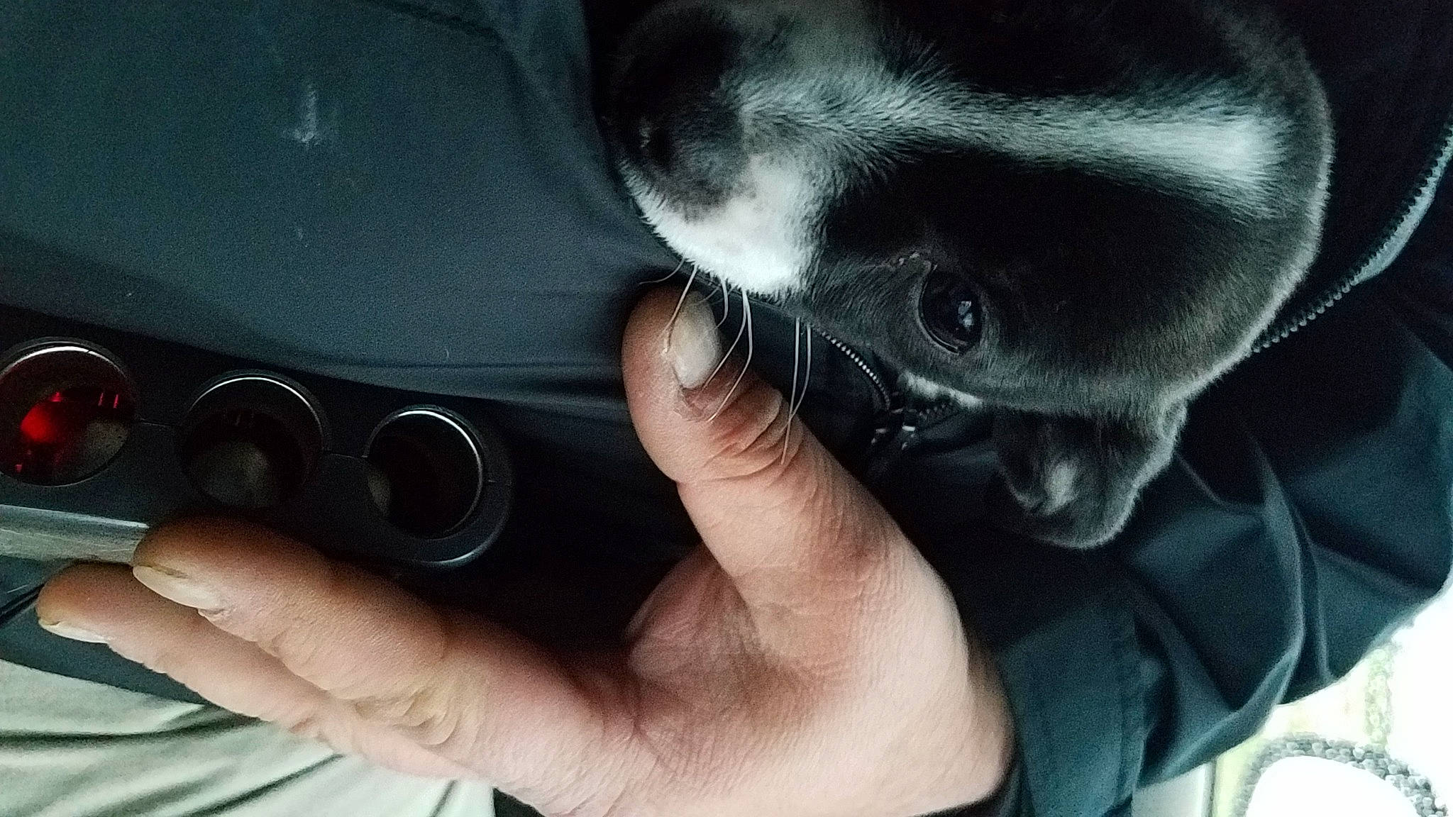 Ollie is registered to the contest to win money with this photo: black_hair, carnivore, cat, ear, eye, eyebrow, eyelash, felidae, finger, flash_photography, gesture, hand, headgear, human_body, jaw, mouth, nose, skin, sunglasses, whiskers