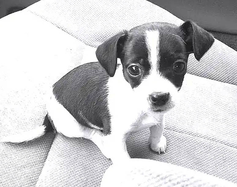 Ollie is registered to the contest to win money with this photo: canidae, carnivore, collar, companion_dog, dog, dog_breed, grey, monochrome, monochrome_photography, non_sporting_group, paw, puppy, small_terrier, snout, sporting_group, terrestrial_animal, terrier, toy_dog, whiskers, working_animal