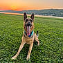 dog, german_shepherd, grass, field, sunset, river, nature, outdoor, tongue_out, playful, canine, pet, animal, greenery, hill, landscape, sky, happy, collar, daylight