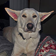 Zero is registered to the contest to win money with this photo: dog, pet, animal, indoors, bed, blanket, ears, collar, fur, canine, resting, looking, muzzle, paw, comfort, domestic, cute, portrait, closeup, relaxed