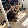Kaido participe au concours pour gagner de l'argent avec cette photo : kitten, cat, indoor, floor, sunlight, shadow, mop, vacuum_cleaner, curious, tabby, pet, small, fur, cute, animal, household, domestic, young, playful, cozy