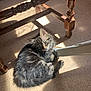 Kaido a rejoint le concours — aidez-le/la à gagner de superbes lots ! kitten, cat, tabby, fluffy, floor, sunlight, shadow, wooden_chair, furniture, indoor, pet, animal, cute, curious, cozy, resting, small, fur, whiskers, playful