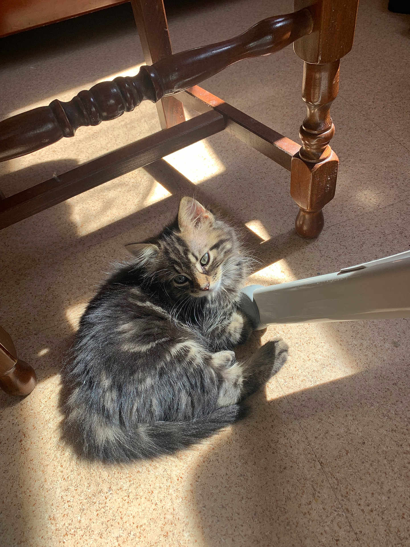 Kaido a rejoint le concours — aidez-le/la à gagner de superbes lots ! kitten, cat, tabby, fluffy, floor, sunlight, shadow, wooden_chair, furniture, indoor, pet, animal, cute, curious, cozy, resting, small, fur, whiskers, playful