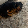 puppy, dog, sleeping, carpet, indoor, cozy, curled_up, black, tan, fur, pet, young, resting, couch, home, animal, cute, small, quiet, peaceful