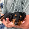 Tucker joined the competition — help win amazing prizes! puppy, dog, sleeping, person, hand, arm, shirt, pocket, black, brown, fur, outdoor, relaxing, closeup, cute, pet, animal, comfort, holding, resting