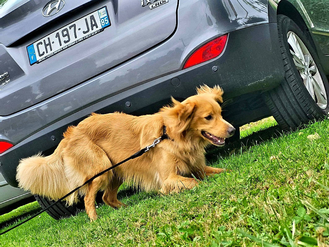 Sven a rejoint le concours — aidez-le/la à gagner de superbes lots ! alloy_wheel, automotive_design, automotive_exterior, automotive_lighting, automotive_tire, bumper, car, carnivore, dog, fawn, fender, hood, motor_vehicle, plant, rim, tire, vehicle, vehicle_door, vehicle_registration_plate, wheel