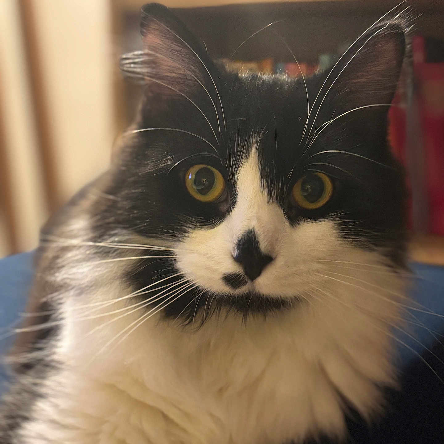 Angoon participe au concours pour gagner de l'argent avec cette photo : animal, background_blur, black_and_white, calm, cat, close_up, domestic_cat, ears, face, feline, fluffy, fur, indoor, mammal, nose, pet, portrait, soft_light, whiskers, yellow_eyes