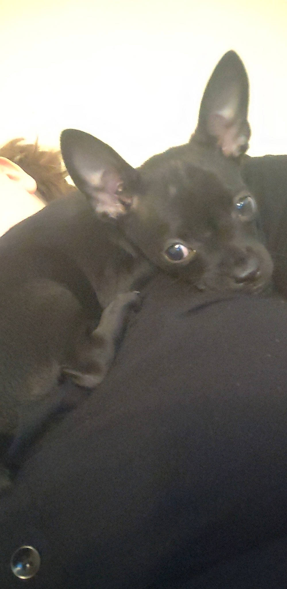 Kaia joined the competition — help win amazing prizes! canidae, carnivore, companion_dog, dog, dog_breed, ear, eye, fawn, fur, grey, head, jaw, monochrome_photography, non_sporting_group, snout, sporting_group, terrestrial_animal, vertebrate, whiskers, working_animal