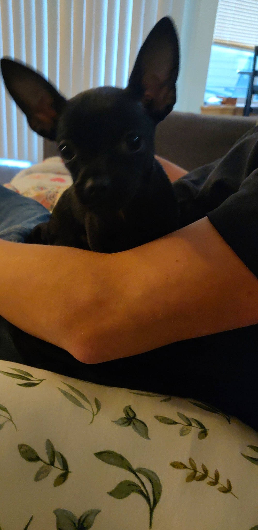 Kaia joined the competition — help win amazing prizes! abdomen, carnivore, chest, chihuahua, comfort, companion_dog, dog, dog_breed, elbow, fawn, gesture, human_leg, knee, linens, sporting_group, thigh, toy_dog, trunk, whiskers, working_animal