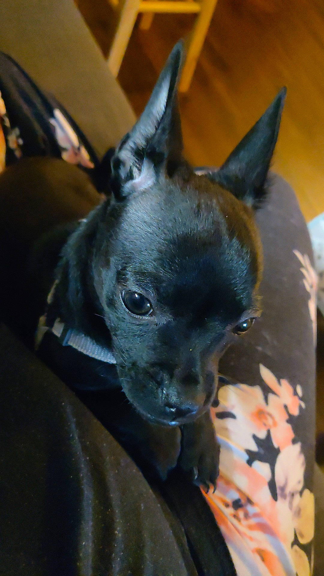 Kaia is registered to the contest to win money with this photo: canidae, carnivore, collar, companion_dog, dog, dog_breed, ear, electric_blue, fawn, fur, non_sporting_group, snout, sporting_group, terrestrial_animal, toy_dog, whiskers, working_animal