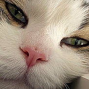 Jack participe au concours pour gagner de l'argent avec cette photo : animal, cat, close_up, closeup_face, cute, domestic_cat, eyes, face, feline, fur, green_eyes, macro, mammal, nose, pet, pink_nose, sleepy, soft, whiskers