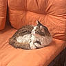 Jack participe au concours pour gagner de l'argent avec cette photo : animal, cat, chair, comfortable, cozy, cute, domestic_animal, feline, fluffy, fur, indoor, looking_away, orange_cushion, paws, pet, relaxed, resting, seated, soft, whiskers