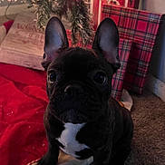 Bink joined the competition — help win amazing prizes! animal, black_dog, carpet, christmas, christmas_lights, christmas_tree, cute, decorations, dog, festive, french_bulldog, gift_wrap, holiday_decor, indoor, pet, presents, puppy, red_cloth, small_dog, white_patch