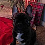 animal, black_dog, carpet, christmas, christmas_lights, christmas_tree, cute, decorations, dog, festive, french_bulldog, gift_wrap, holiday_decor, indoor, pet, presents, puppy, red_cloth, small_dog, white_patch
