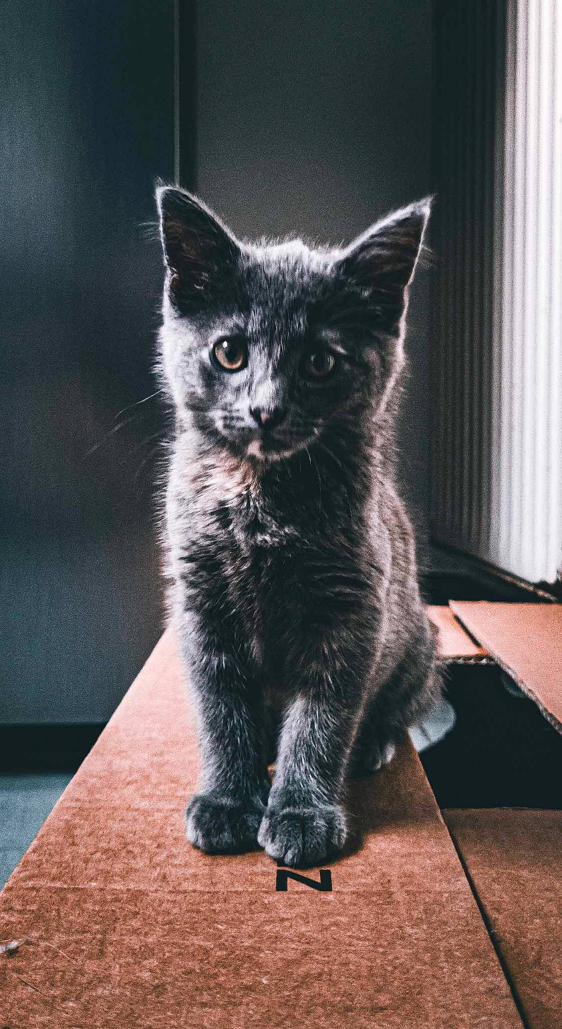 Iris participe au concours pour gagner de l'argent avec cette photo : automotive_tire, black_cat, carnivore, cat, claw, darkness, domestic_short_haired_cat, felidae, flooring, fur, grey, monochrome, monochrome_photography, paw, sitting, small_to_medium_sized_cats, snout, tail, whiskers, wood
