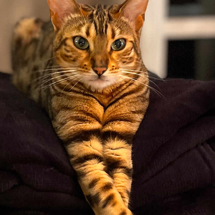Neilla participe au concours pour gagner de l'argent avec cette photo : animal, bengal_cat, blanket, cat, closeup, cozy, crossed_legs, ears, eyes, feline, fur, indoor, paws, pet, portrait, relaxed, resting, soft_light, whiskers, wooden_floor