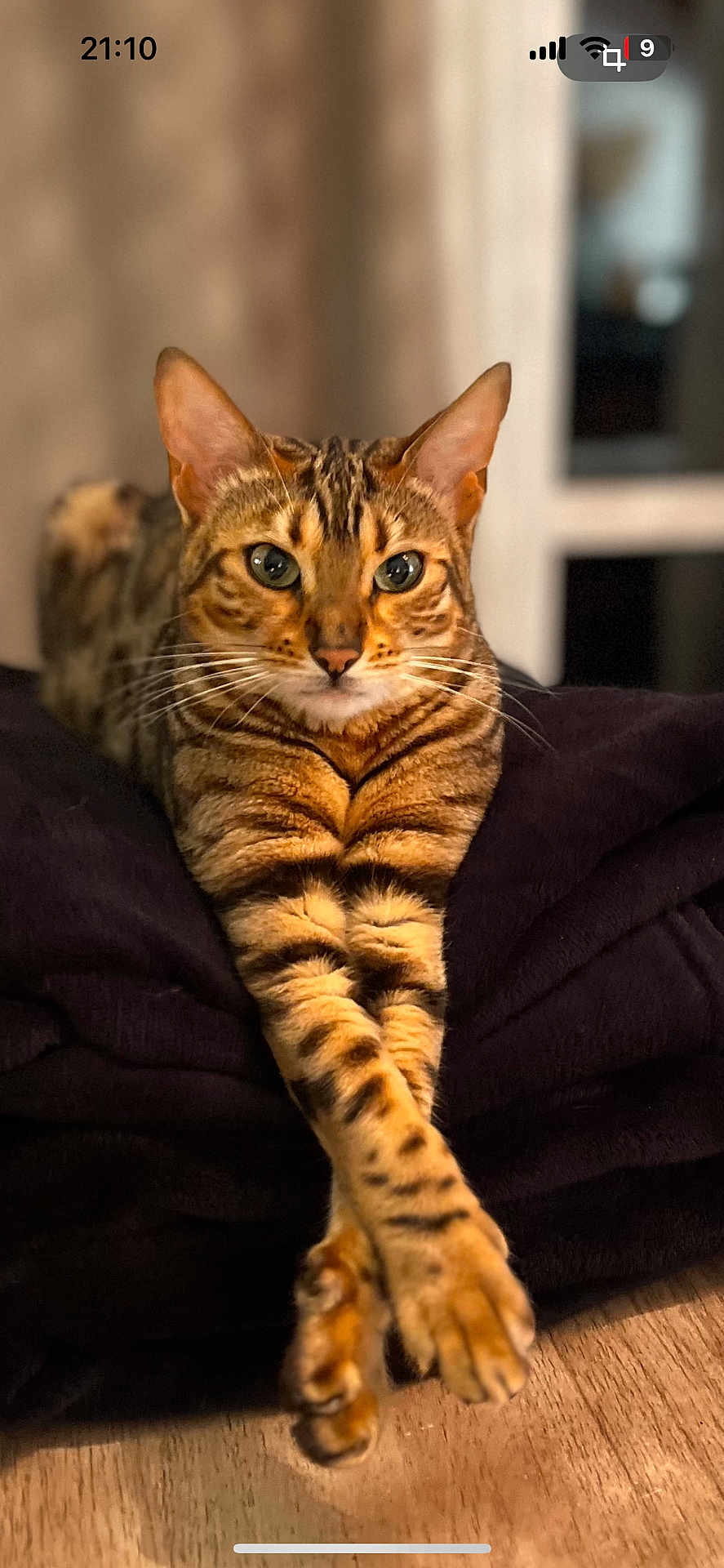 Neilla participe au concours pour gagner de l'argent avec cette photo : cat, bengal_cat, animal, pet, feline, fur, whiskers, ears, eyes, paws, crossed_legs, indoor, blanket, resting, relaxed, closeup, portrait, soft_light, wooden_floor, cozy
